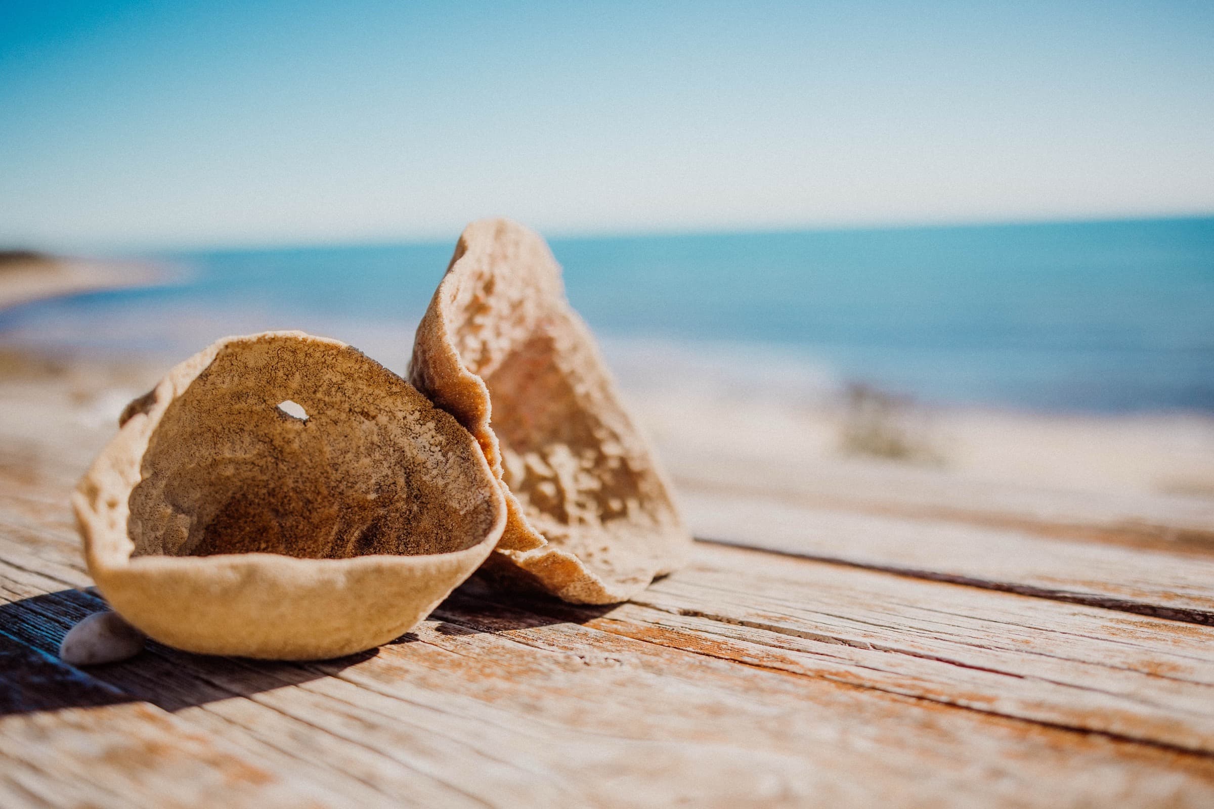 Shells on a deck